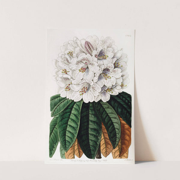 Cinammon-coloured Tree Rhododendron by Sydenham Edwards