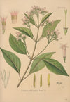 Cinchona officinalis (1893)