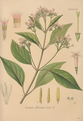 Cinchona officinalis (1893)