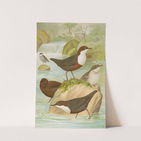 Cinclus cinclus aquaticus, Cinclus cinclus, Cinclus Pallasi Temm by Johann Friedrich Naumann