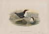 Cinclus malanogaster. Black-bellied Water-Ouzel. (1862-1873)