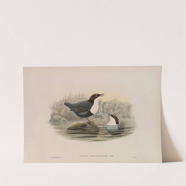 Cinclus malanogaster. Black-bellied Water-Ouzel. (1862-1873) by John Gould