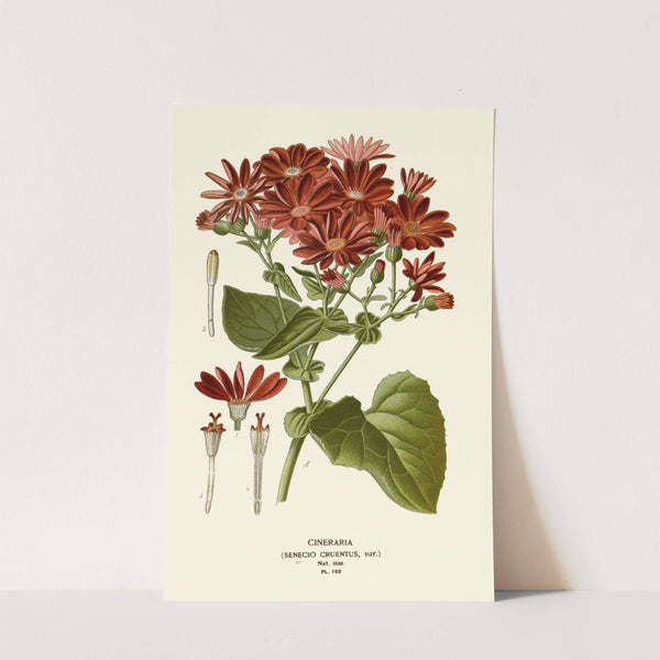 Cineraria (1896-1897) by Edward Step