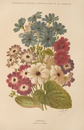 Cineraria (1893)