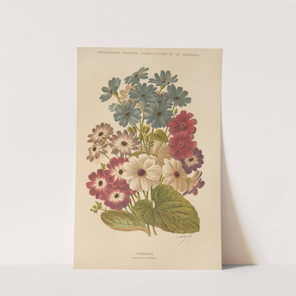 Cineraria (1893) by George Nicholson