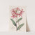 Cinnabar Epidendrum by Sydenham Edwards