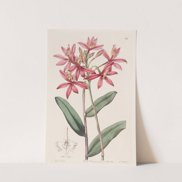 Cinnabar Epidendrum by Sydenham Edwards
