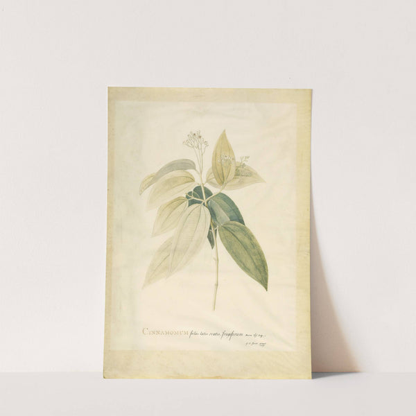 Cinnamomum by Georg Dionysius Ehret