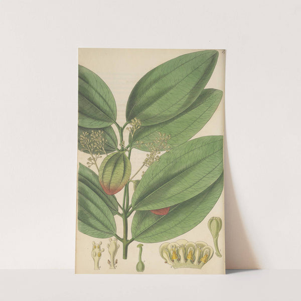 Cinnamomum nitidum (1823) by William Jackson Hooker