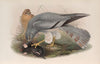 Circus cinerascens. Ash-colored Harrier. (1862-1873)