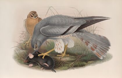 Circus cinerascens. Ash-colored Harrier. (1862-1873)