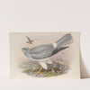 Circus cyaneus. Hen Harrier. (1862-1873) by John Gould