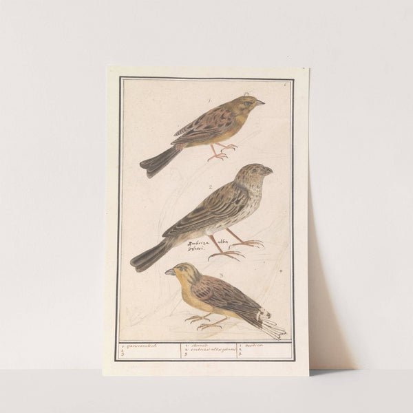 Cirlgors (Emberiza cirlus), grauwe gors (Emberiza calandra) en een geelgors (Emberiza citrinella) (1596-1610) by Anselmus Boëtius de Boodt