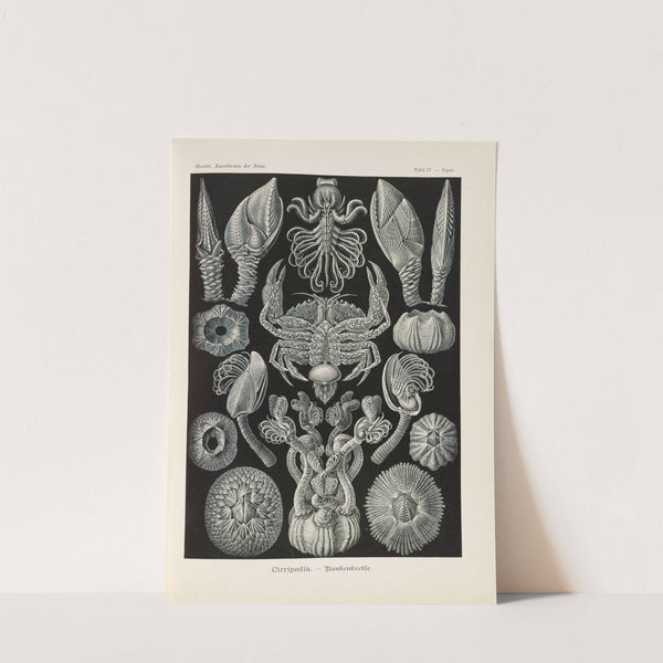 Cirripedia. - Rankenkreble by Ernst Haeckel