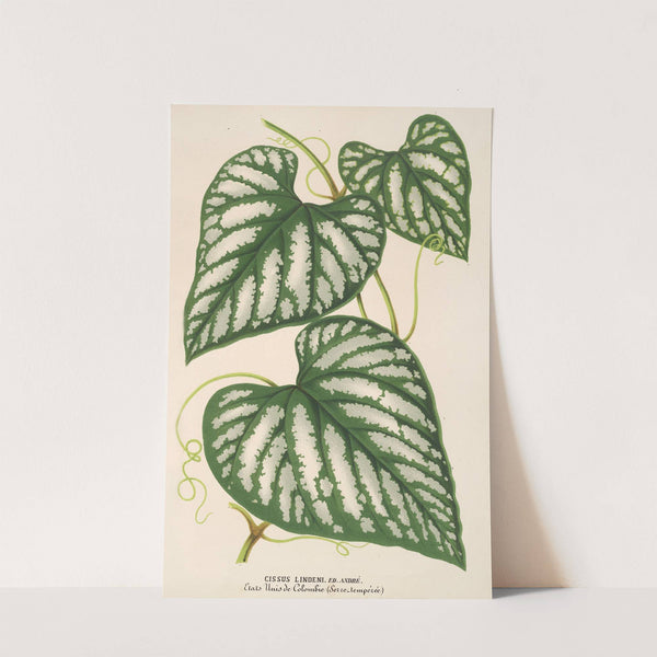 Cissus Lindeni by Charles Antoine Lemaire