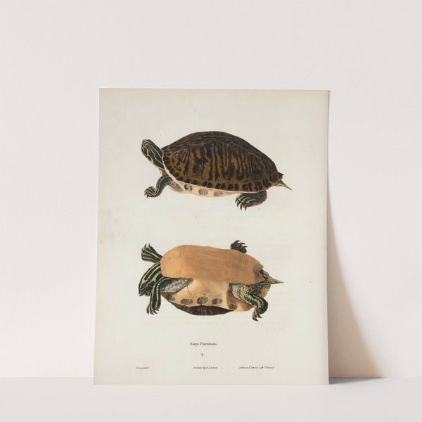 Cistuda Blandingii. by John Edwards Holbrook