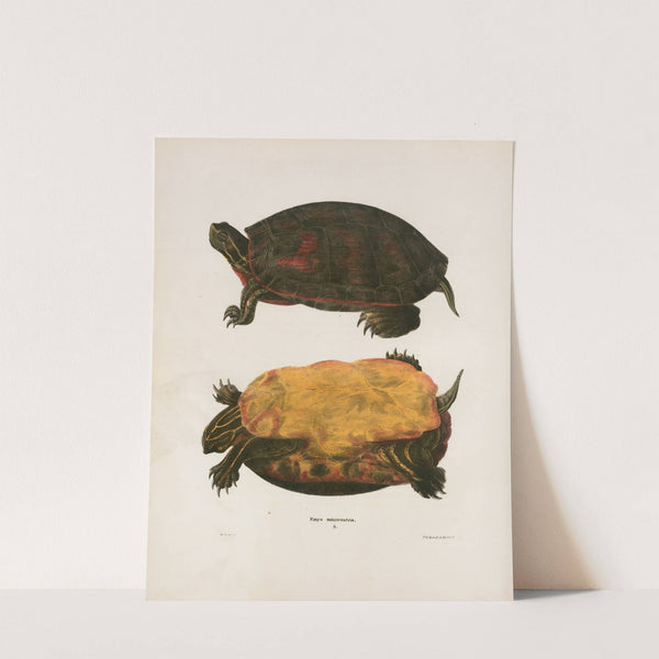 Cistuda Carolina. by John Edwards Holbrook