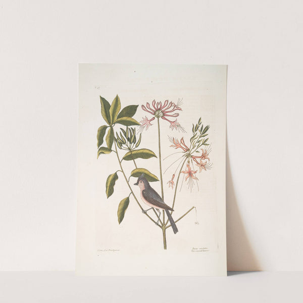 Cistus flore Periclymini, The Upright Honysuckle; Parus cristatus, The crested Titmous. by Mark Catesby