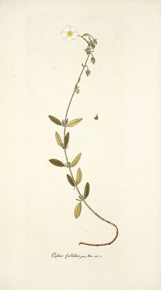 Cistus foetidus