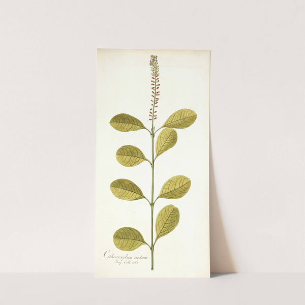Citharexylum erectum by Nikolaus Joseph Freiherr von Jacquin