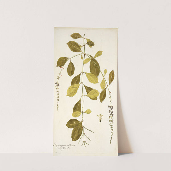 Citharexylum villosum by Nikolaus Joseph Freiherr von Jacquin