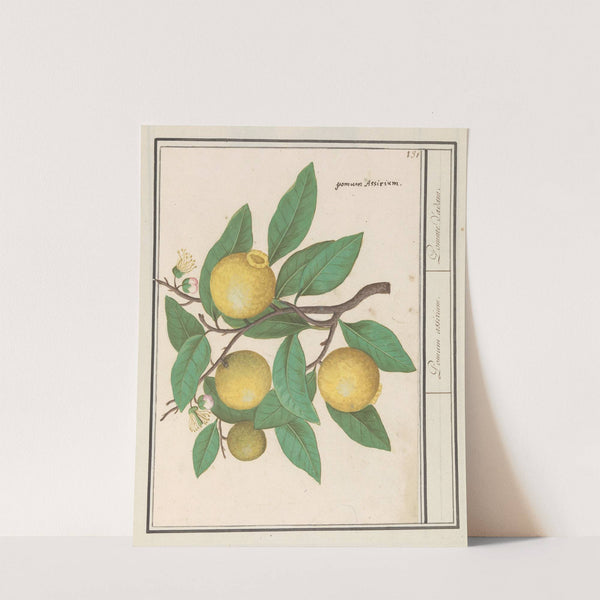 Citroen (Citrus limon) (1596-1610) by Anselmus Boëtius de Boodt