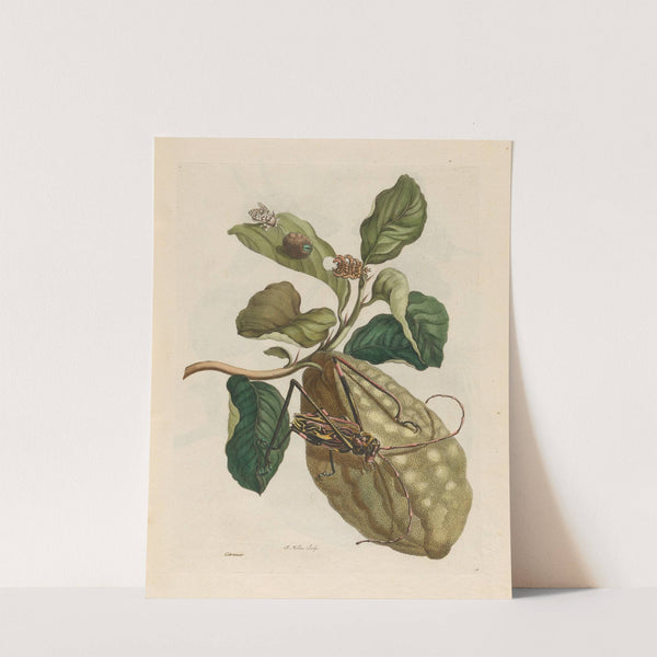 Citronier (1719) by Maria Sibylla Merian