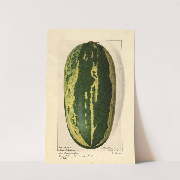 Citrullus lanatus: Tom Watson (1916) by Royal Charles Steadman