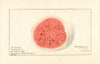 Citrullus lanatus: Tom Watson