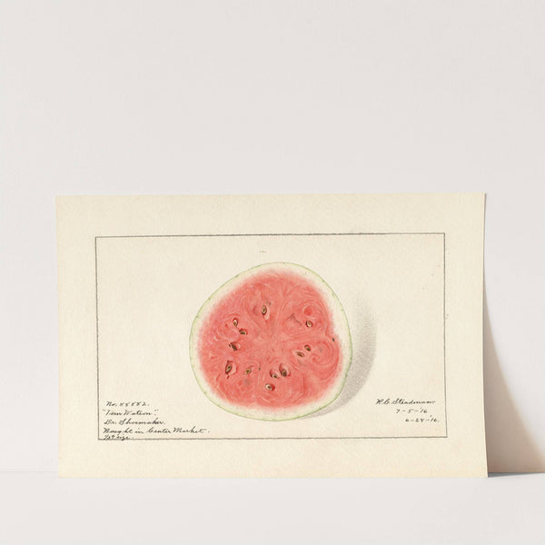 Citrullus lanatus: Tom Watson (1916) by Royal Charles Steadman