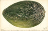 Citrullus lanatus: Turkestan