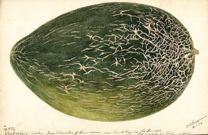 Citrullus lanatus: Turkestan