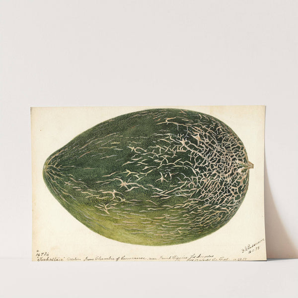 Citrullus lanatus: Turkestan (1898) by Deborah Griscom Passmore