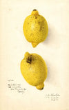 Citrus aurantiifolia