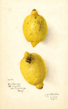 Citrus aurantiifolia