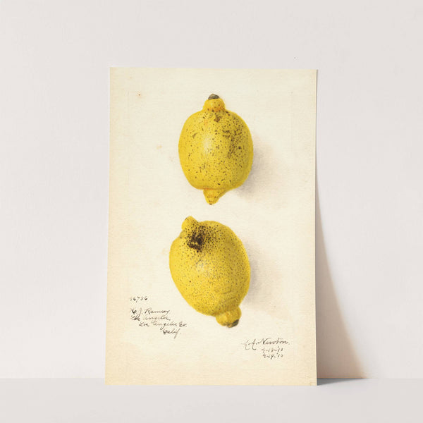 Citrus aurantiifolia by Amanda Almira Newton