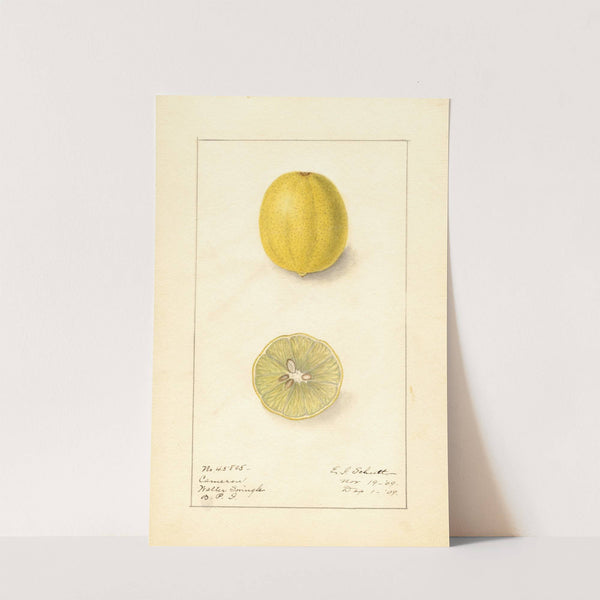 Citrus aurantiifolia: Cameron by Ellen Isham Schutt