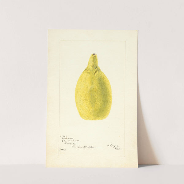 Citrus aurantiifolia: Castleman by Bertha Heiges