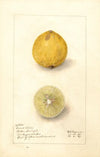 Citrus aurantiifolia: Giant