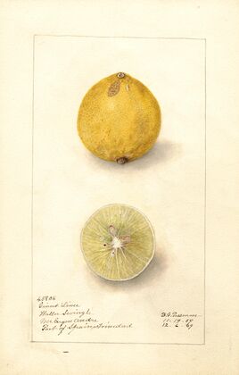 Citrus aurantiifolia: Giant