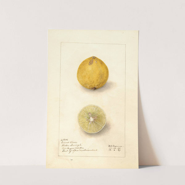 Citrus aurantiifolia: Giant by Amanda Almira Newton