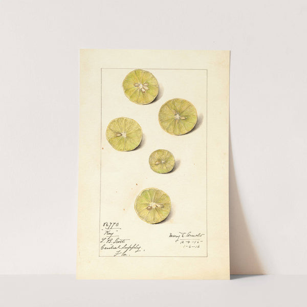 Citrus aurantiifolia: Key by Mary Daisy Arnold