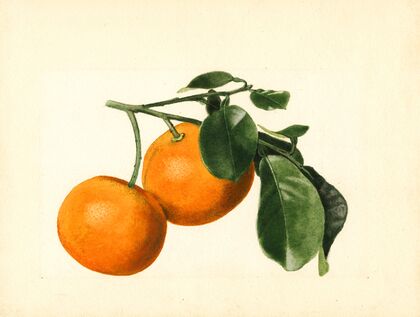 Citrus aurantium: Sour x 2/3