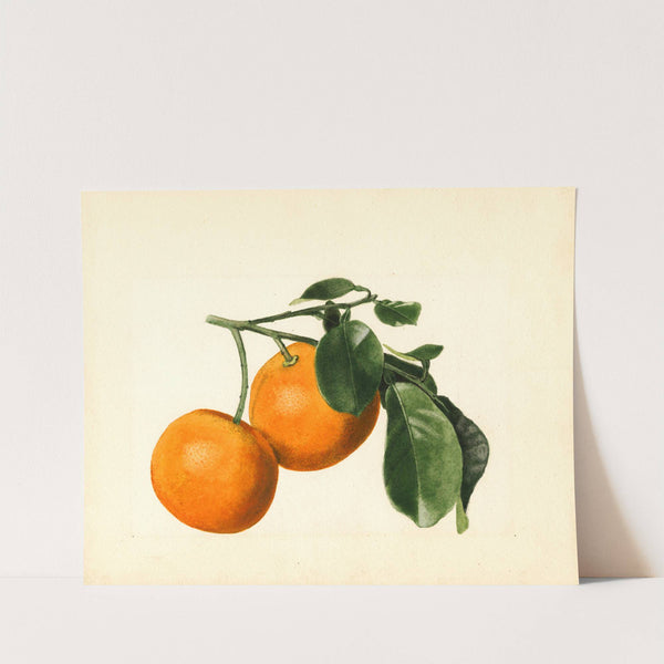 Citrus aurantium: Sour x 2/3 by James Marion Shull