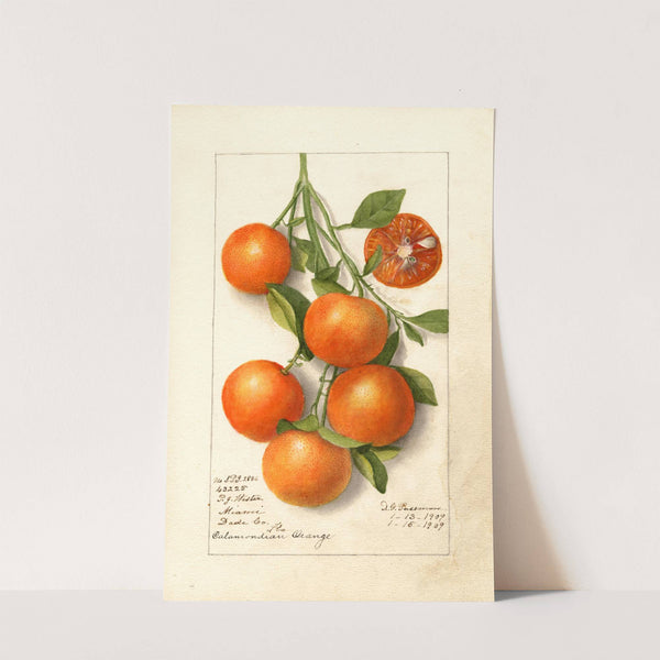 Citrus: Calamondian by Deborah Griscom Passmore