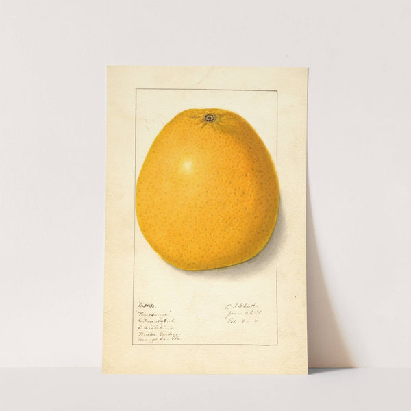 Citrus by Ellen Isham Schutt