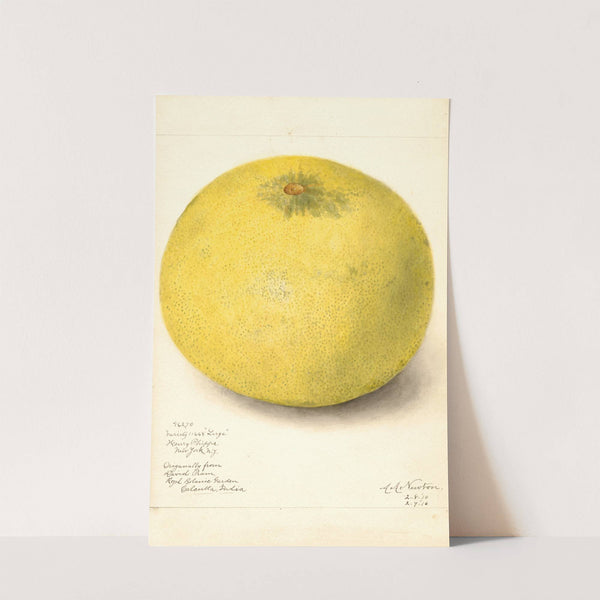 Citrus grandis: 11668 Large by Amanda Almira Newton