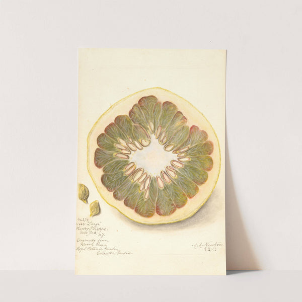 Citrus grandis: 11668 Large by Amanda Almira Newton