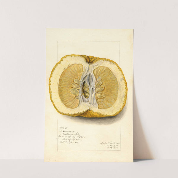 Citrus grandis: Alamoen by Amanda Almira Newton