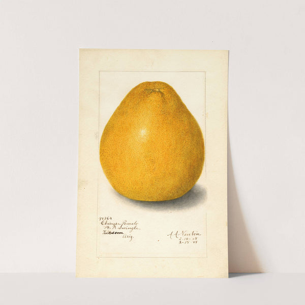 Citrus grandis: Chinese by Amanda Almira Newton